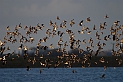 Black-tailed godwit flock - H